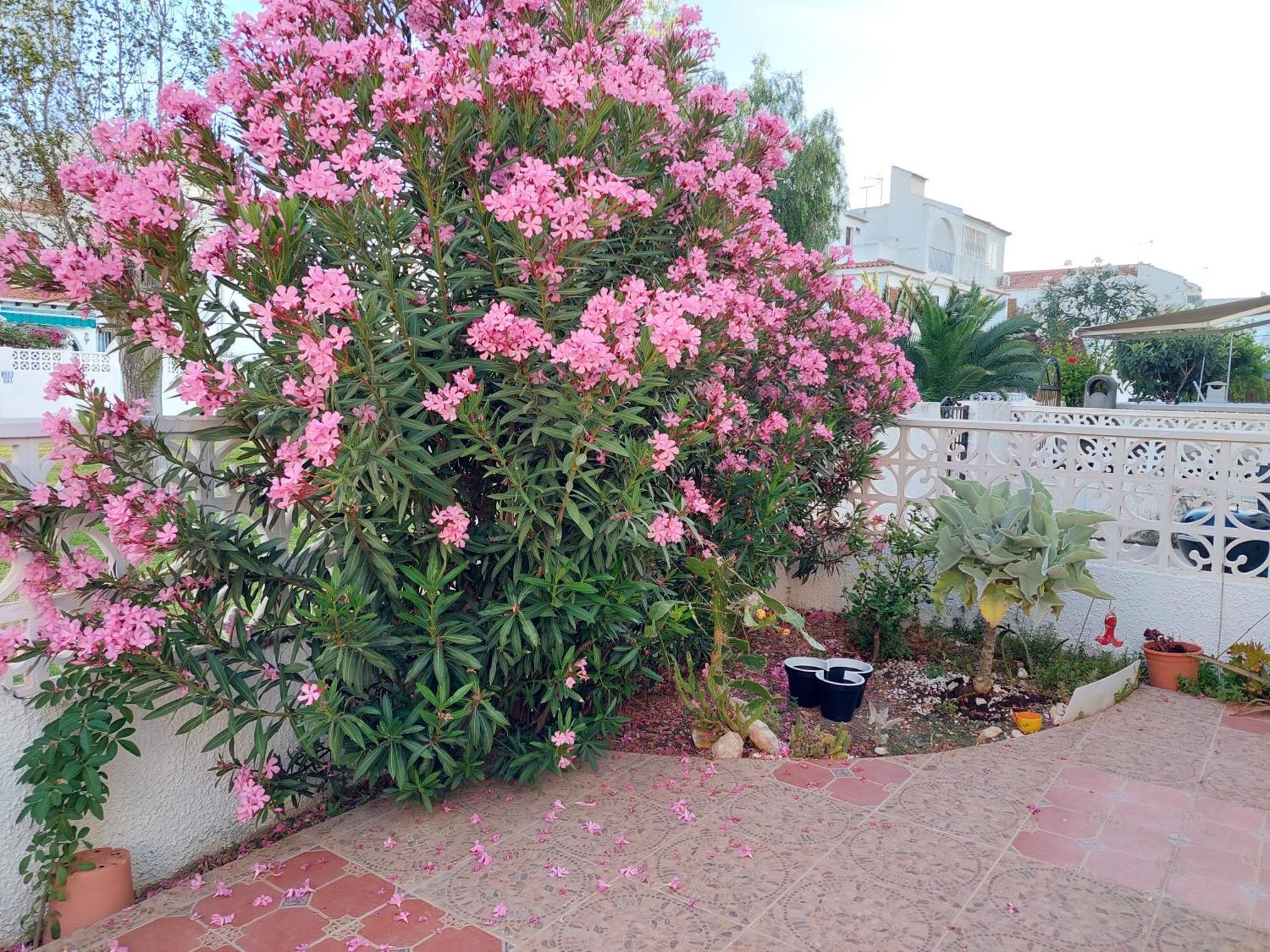 Haus Am Meer Torrevieja Ngoại thất bức ảnh